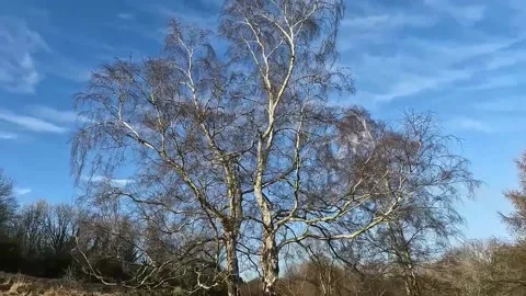 A view of white trees Stock Footage 234949964