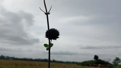 View of a wide expanse of grass with cloudy weather Stock Footage 239461121