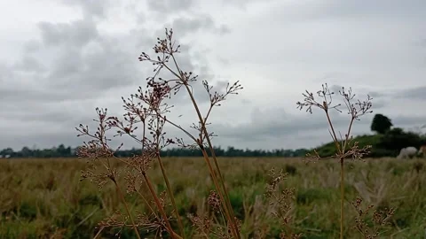 View of a wide expanse of grass with cloudy weather Stock Footage 239461362