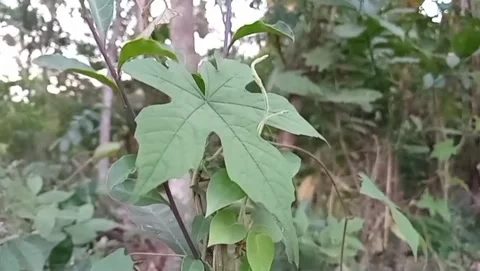 View of wild bitter melon plants against a backdrop of trees. Stock Footage 340019086