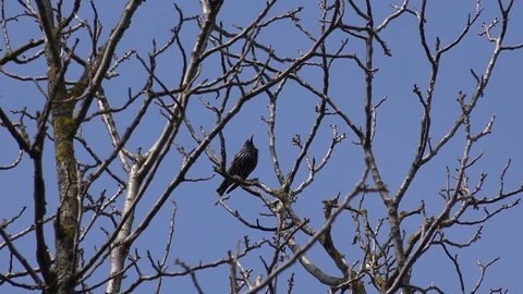 View of wild blackbird take off empty tree branch bird fly hunting in wildlife Video stock 82372156