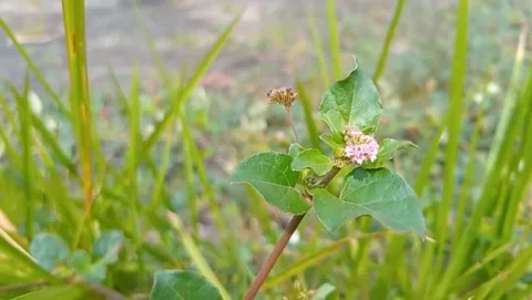 View of wild button grass plants with oval green leaves. Stock-Footage 331703444