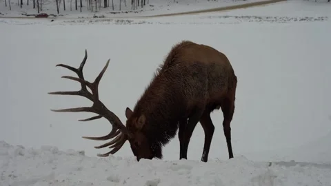 View of a wild Elk in Canada Stock Footage 147405350