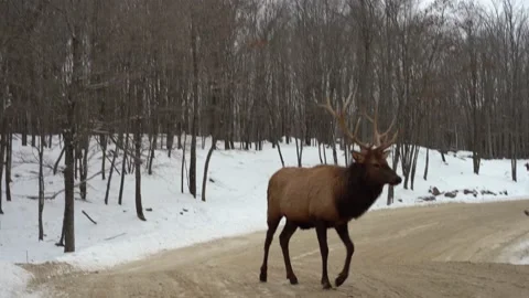 View of a wild Elk in Canada Stock Footage 147405429