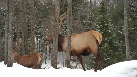 View of a wild Elk in Canada Stock Footage 147405437