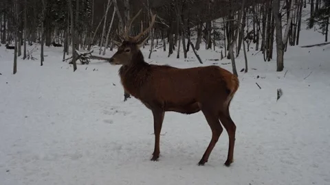 View of a wild Elk in Canada Stock Footage 147405460