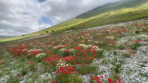 View of wild flowering at the feet of Mount Redentore in the Marche region Stock Footage 245051214