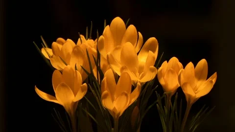 The view of the wild flowers Stock Footage 233242136