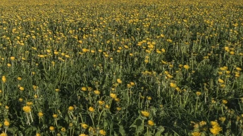 The view of wild flowers Stock Footage 233244197