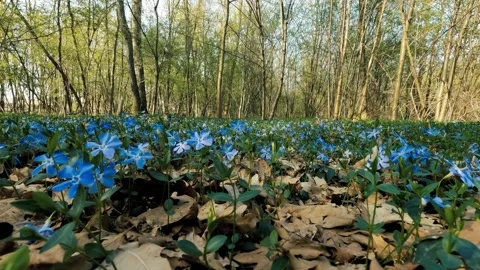 The view of wild flowers Stock Footage 233756272