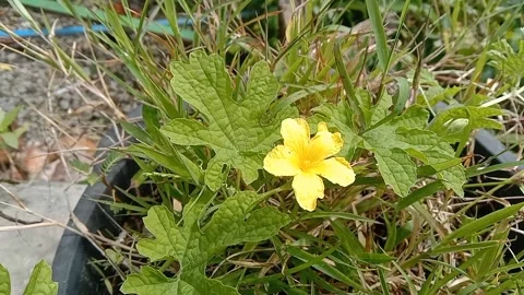 A view of wild flowers Stock Footage 237760234