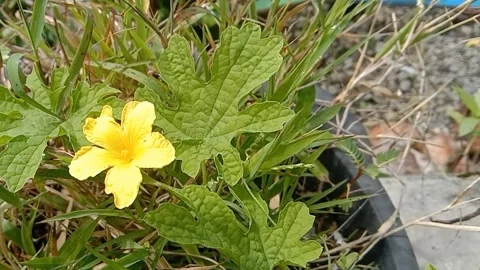 A view of wild flowers Stock Footage 237760326