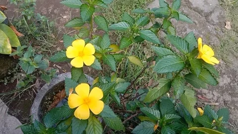 A view of wild flowers Stock Footage 237811117