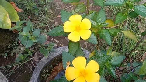 A view of wild flowers Stock Footage 237811146