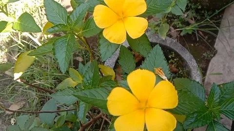 A view of wild flowers Stock Footage 237811147