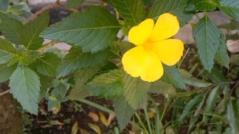 A view of wild flowers Stock Footage 237811234