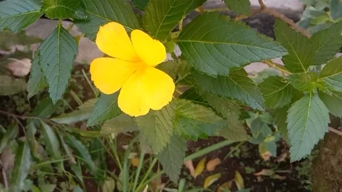 A view of wild flowers Video stock 237811261