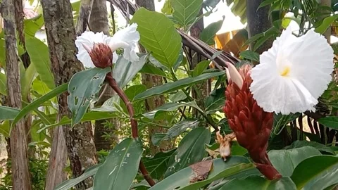 A view of wild flowers Stock Footage 238015625