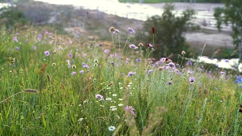 A view of wild flowers in grassland Stock Footage 93219236