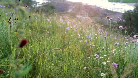 A view of wild flowers in grassland Stock Footage 93219241
