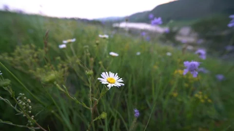 A view of wild flowers in grassland Stock Footage 93219378