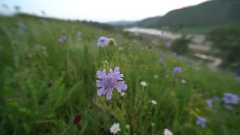 A view of wild flowers in grassland Stock Footage 93219395