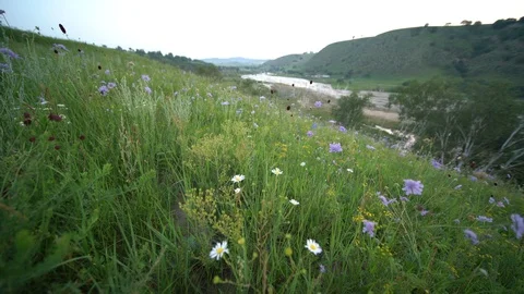 A view of wild flowers in grassland Stock Footage 93219400