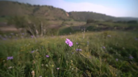 A view of wild flowers in grassland Stock Footage 93220424