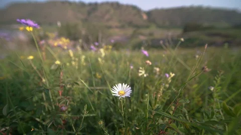 A view of wild flowers in grassland Stock Footage 93220504