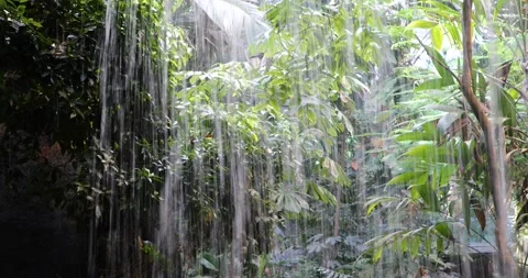 View of a wild forest Stock Footage 255689056