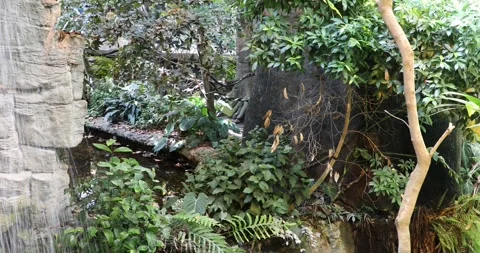 View of a wild forest Stock Footage 255689158