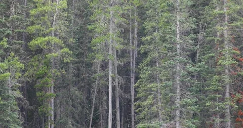 View of a wild forest Stock Footage 255896533