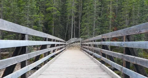 View of a wild forest Stock Footage 255896601