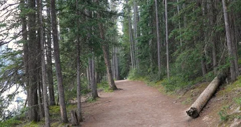 View of a wild forest Stock Footage 255896684