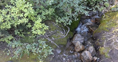 View of a wild forest Stock Footage 255896797