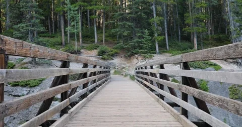 View of a wild forest Stock Footage 255916951