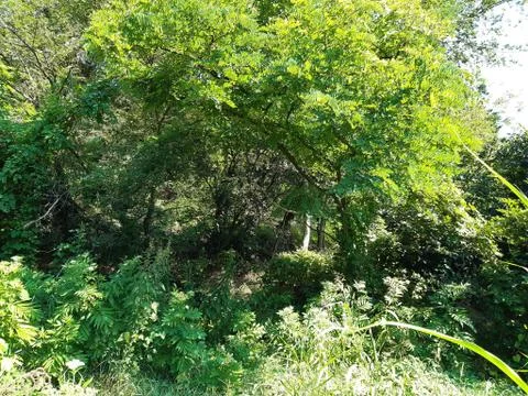 View of the wild forest Stock Photos