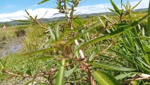 View of wild gandarusa plants with a clear blue sky. Stock Footage 330945296