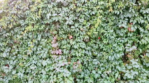 A view of the wild grape growing on the vertu which forms a solid fence wall Stock Footage 143496830