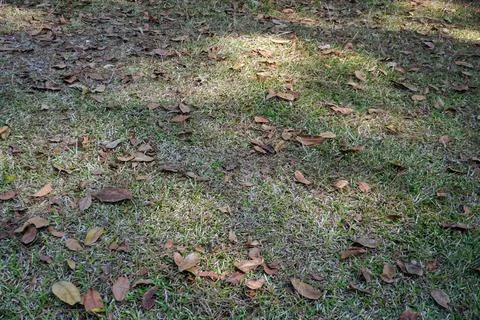 View of wild grass field texture with natural shadow and light patterns. Stock Photos