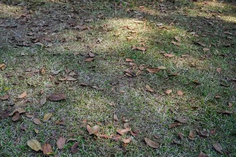 View of wild grass field texture with natural shadow and light patterns. Stock Photos
