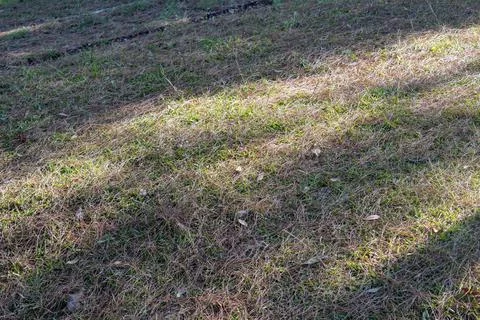 View of wild grass field texture with natural shadow and light patterns. Stock Photos