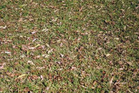 View of wild grass field texture with natural shadow and light patterns. Stock Photos