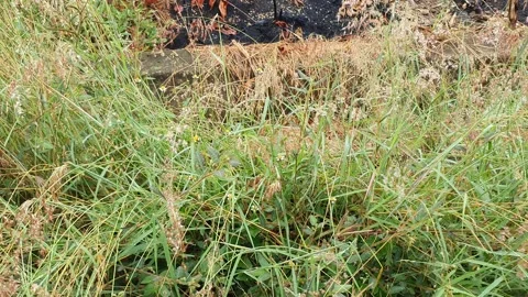 View of wild grass in the mountains 库存影片 333896544