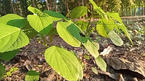 View of wild hibiscus leaves the leaf veins are clearly visible. Stock-Footage 332889448