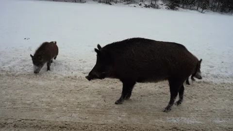View of a wild Hog in Canada Stock Footage 147405435