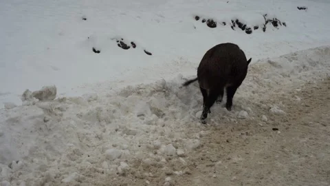 View of wild Hogs in Canada Stock Footage 147405398