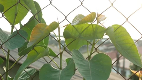View of the wild leaves on the galvanized chain link fencing mesh. Видео 154778320