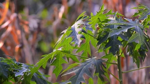 View of wild papaya tree leaves growing in the garden 库存影片 292868049