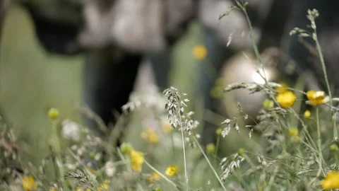 View of wild plant with tiny flowers in bloom and cows are eating just 動画素材 118585030